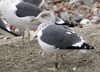 juvenile LBBG, ringed in the Netherlands.